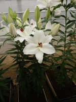 [4273 Magriet Slijkerman Mak No101.JPG]